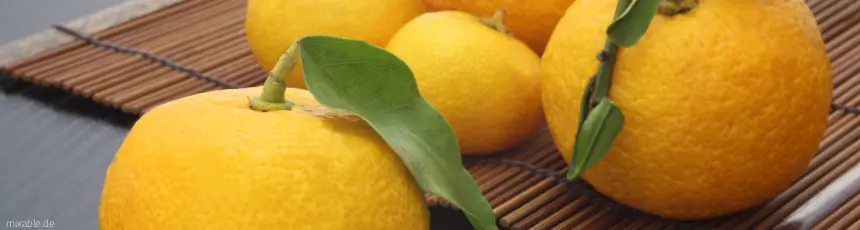 Yuzu Frucht