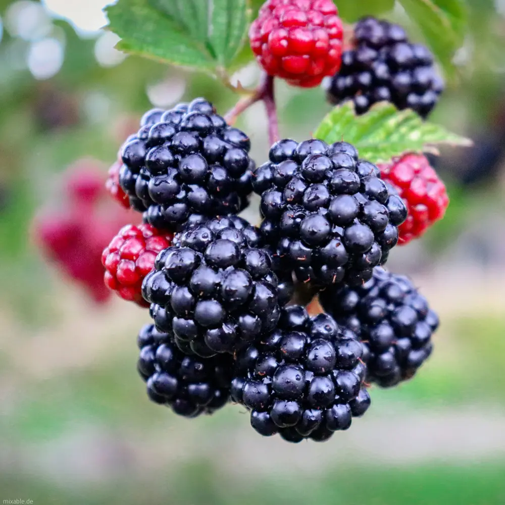 Frische Brombeeren
